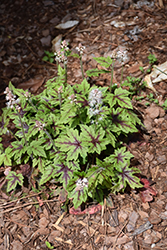 Elizabeth Oliver Foamflower (Tiarella 'Elizabeth Oliver') at Sargent's Nursery