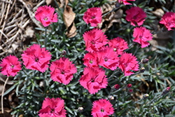 Paint The Town Magenta Pinks (Dianthus 'Paint The Town Magenta') at Sargent's Nursery