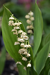 Lily-Of-The-Valley (Convallaria majalis) at Sargent's Nursery