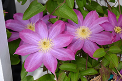 Pink Champagne Clematis (Clematis 'Pink Champagne') at Sargent's Nursery