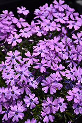 Purple Beauty Moss Phlox (Phlox subulata 'Purple Beauty') at Sargent's Nursery