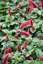 Dwarf Chenille Plant (Acalypha pendula) at Sargent's Nursery