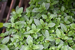 Peppermint (Mentha x piperita) at Sargent's Nursery