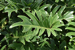 Xanadu Philodendron (Philodendron 'Winterbourn') at Sargent's Nursery
