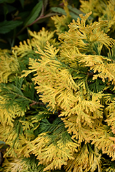 Sunkist Arborvitae (Thuja occidentalis 'Sunkist') at Sargent's Nursery