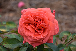 Fragrant Cloud Rose (Rosa 'Fragrant Cloud') at Sargent's Nursery