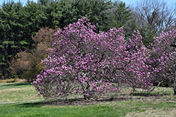 Ann Magnolia (Magnolia 'Ann') at Sargent's Nursery