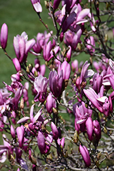 Ann Magnolia (Magnolia 'Ann') at Sargent's Nursery