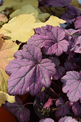 Electric Plum Coral Bells (Heuchera 'Electric Plum') at Sargent's Nursery