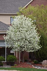 Spring Snow Flowering Crab (Malus 'Spring Snow') at Sargent's Nursery