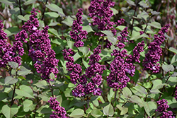 Virtual Violet Lilac (Syringa 'Bailbridget') at Sargent's Nursery