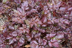 Delft Lace Astilbe (Astilbe 'Delft Lace') at Sargent's Nursery