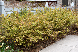 Bush Honeysuckle (Diervilla lonicera) at Sargent's Nursery