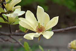 Butterflies Magnolia (Magnolia 'Butterflies') at Sargent's Nursery