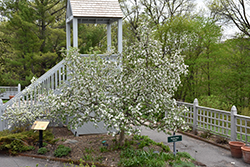 Chestnut Crab Apple (Malus 'Chestnut') at Sargent's Nursery