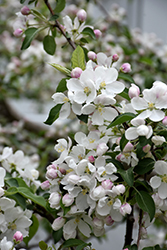 Chestnut Crab Apple (Malus 'Chestnut') at Sargent's Nursery