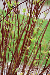 Arctic Fire Red Twig Dogwood (Cornus sericea 'Farrow') at Sargent's Nursery