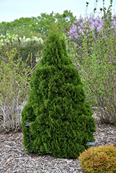 Holmstrup Arborvitae (Thuja occidentalis 'Holmstrup') at Sargent's Nursery