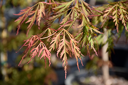 Ice Dragon Maple (Acer 'IsliD') at Sargent's Nursery