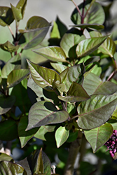 Virtual Violet Lilac (Syringa 'Bailbridget') at Sargent's Nursery