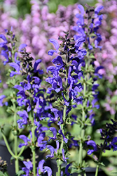 Fashionista Midnight Model Sage (Salvia 'Midnight Model') at Sargent's Nursery