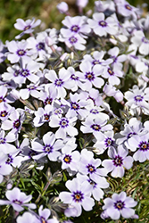 North Hills Moss Phlox (Phlox subulata 'North Hills') at Sargent's Nursery