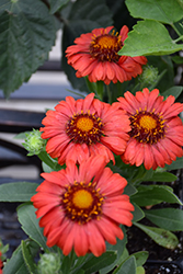 Sunset Celebration Blanket Flower (Gaillardia x grandiflora 'Sunset Celebration') at Sargent's Nursery