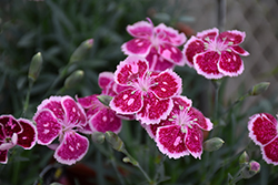 Fire And Ice Pinks (Dianthus 'Fire And Ice') at Sargent's Nursery
