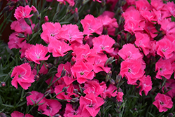 Vivid Bright Light Pinks (Dianthus 'Uribest52') at Sargent's Nursery