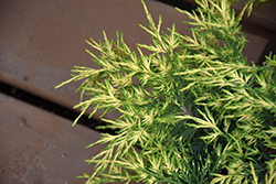 Sea Of Gold Juniper (Juniperus x media 'Sea Of Gold') at Sargent's Nursery
