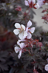 Midnight Ghost Cranesbill (Geranium pratense 'Midnight Ghost') at Sargent's Nursery