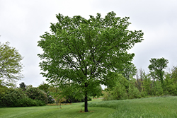 Valley Forge Elm (Ulmus americana 'Valley Forge') at Sargent's Nursery