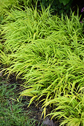 All Gold Hakone Grass (Hakonechloa macra 'All Gold') at Sargent's Nursery