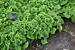 Canadian Wild Ginger (Asarum canadense) at Sargent's Nursery