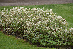 Blue Shadow Fothergilla (Fothergilla major 'Blue Shadow') at Sargent's Nursery
