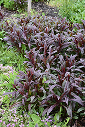 Dark Towers Beard Tongue (Penstemon 'Dark Towers') at Sargent's Nursery