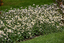 Lynnhaven Carpet Fleabane (Erigeron pulchellus 'Lynnhaven Carpet') at Sargent's Nursery