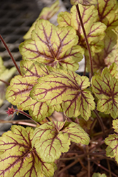 Circus Coral Bells (Heuchera 'Circus') at Sargent's Nursery