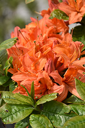 Mandarin Lights Azalea (Rhododendron 'Mandarin Lights') at Sargent's Nursery