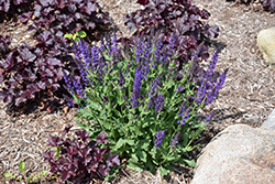 May Night Sage (Salvia x sylvestris 'May Night') at Sargent's Nursery