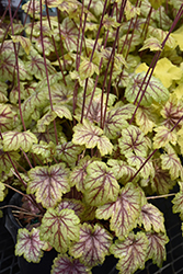 Circus Coral Bells (Heuchera 'Circus') at Sargent's Nursery