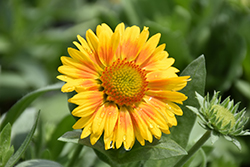 Arizona Apricot Blanket Flower (Gaillardia x grandiflora 'Arizona Apricot') at Sargent's Nursery