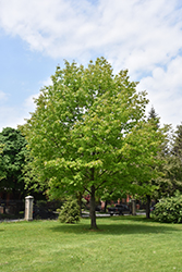 Red Oak (Quercus rubra) at Sargent's Nursery