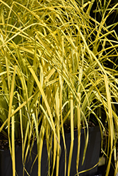 Bowles' Golden Sedge (Carex elata 'Bowles Golden') at Sargent's Nursery