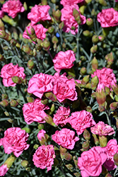 Pretty Poppers Double Bubble Pinks (Dianthus 'Double Bubble') at Sargent's Nursery
