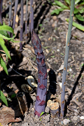 Sweet Purple Asparagus (Asparagus 'Sweet Purple') at Sargent's Nursery