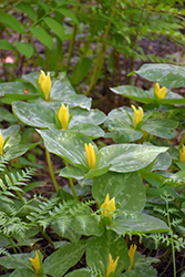 Yellow Trillium (Trillium luteum) at Sargent's Nursery