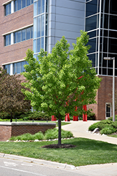 Autumn Gold Ginkgo (Ginkgo biloba 'Autumn Gold') at Sargent's Nursery