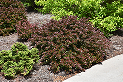 Concorde Japanese Barberry (Berberis thunbergii 'Concorde') at Sargent's Nursery