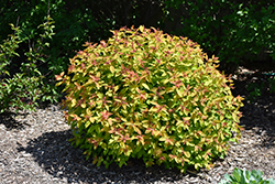 Double Play Candy Corn Spirea (Spiraea japonica 'NCSX1') at Sargent's Nursery